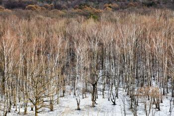 above view of spring thawing in birch tree forest