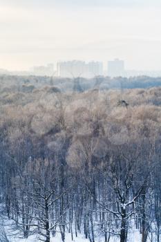 snowy urban park in early morning in winter, Moscow