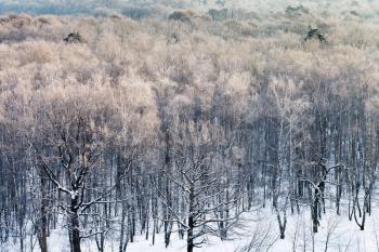 above view of snowy forest in cold winter morning, Moscow