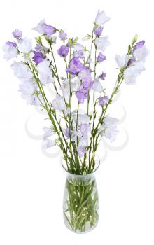 bunch of campanula bellflower in glass vase isolated on white background