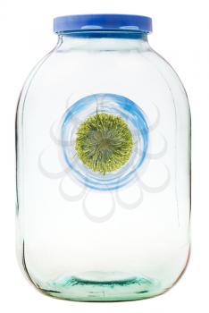 little green wheat planet preserved in closed glass jar