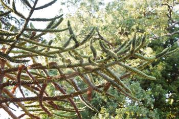 branch of araucaria araucana tree in autumn