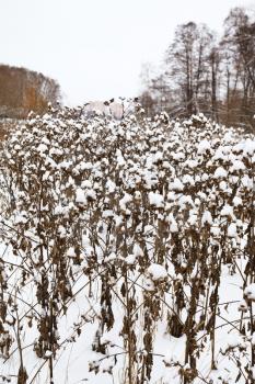 snow-covered burdock bushes in city park during snowfall