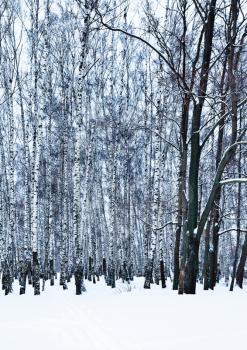 bare oak tree in birch grove in cold winter day