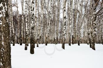 the edge of snowy birch grove in winter