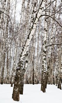 birch trees in urban park in winter