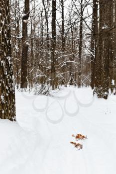ski run in snowy forest in winter