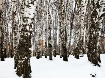 bare tree trunks in urban birch park in snow winter