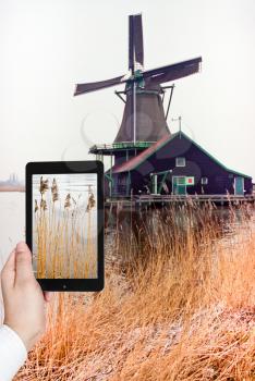 travel concept - tourist taking photo of frozen grass near Dutch windmill on mobile gadget, The Netherlands