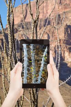 travel concept - tourist shooting photo of cactus in Grand Canyon on mobile gadget, , Nevada, USA