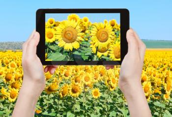 travel concept - tourist taking photo sunflower blooms and fileld under blue sky on mobile gadget