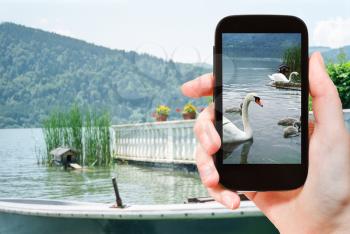 travel concept - tourist takes picture of swans in Schliersee lake in Bavaria on smartphone, Germany