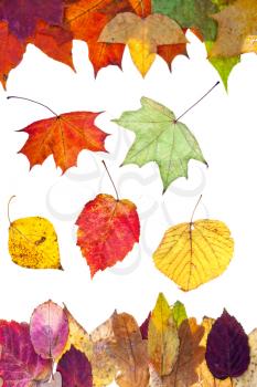 fallen autumn leaves isolated on white background