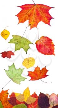 multicolored fallen autumn leaves isolated on white background