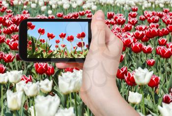 photographing flower concept - tourist takes picture of meadow of red and white ornamental tulips on smartphone,