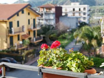 decorative flower geranium in pot on balcony of urban house in town Gaggi, Sicily, Italy