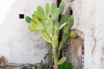 Opuntia cactus near wall of house, Sicily, Italy