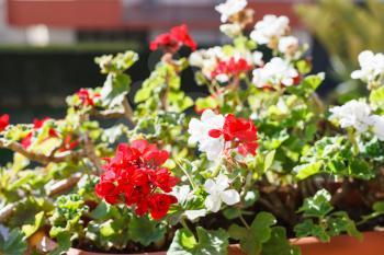 red and white blossom of geranium in flower pot outdoors