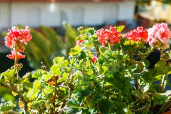 decorative red and pink flowers of geranium in flowerbed outdoors