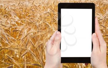 travel concept - tourist photograph golden wheat field in Poland on tablet pc with cut out screen with blank place for advertising logo