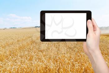 travel concept - tourist photograph harvesting of ripe wheat field on tablet pc with cut out screen with blank place for advertising logo