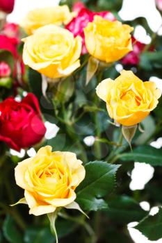 fresh yellow and red roses in bouquet of flowers