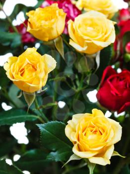 yellow and red roses in bunch of flowers close up