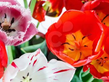 fresh red, white, pink tulip flowers in bouquet close up