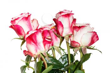 side view of bouquet of pink roses isolated on white background