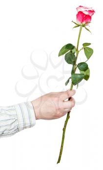male hand giving one flower - pink rose isolated on white background