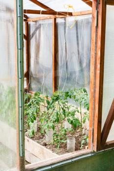 small greenhouse with tomato bushes on country backyard