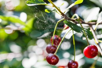 spiderweb and ripe red cherry on tree in summer day