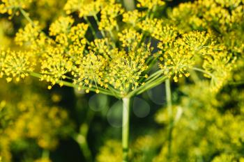 yellow flowers of dill herb close up in summer evening