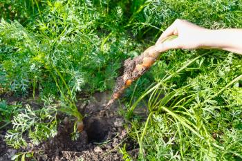 harvesting - one freshly picked carrot in hand and green garden bed