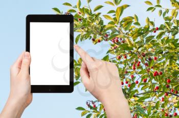 travel concept - tourist photographs blue sky and twigs with ripe red cherry fruits in summer on tablet pc with cut out screen with blank place for advertising logo