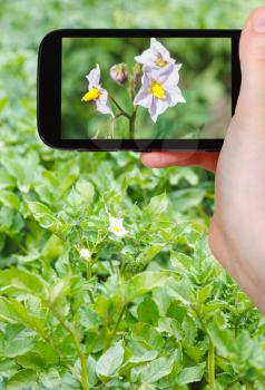 travel concept - tourist photographs of potato flowers on green field on smartphone