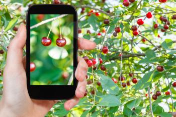 travel concept - tourist photographs of two red cherry ripe fruits close up on tree in summer day on smartphone