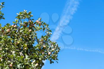 green branch with ripe yellow and red apple fruits with blue sky background in orchard in summer