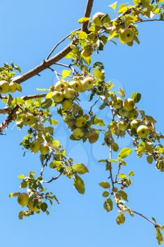 ripe yellow apples on tree branch close up with blue sky on background in summer