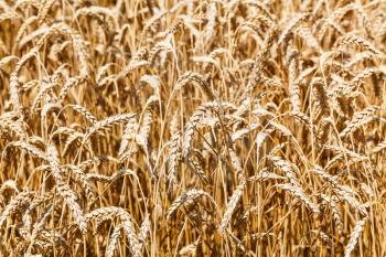 ears of ripe wheat close up in field in summer day