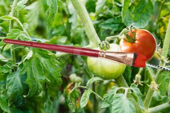 harvesting concept - red paintbrush and painted red ripe tomato in garden