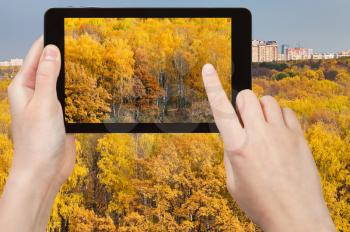 nature concept - tourist photographs picture of yellow woods in autumn on tablet pc