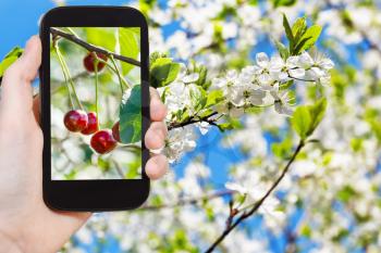 garden concept - farmer photographs picture of ripe cherry on twig with white blossoms og cherry twig on background on smartphone
