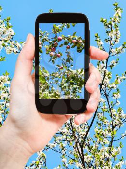 garden concept - farmer photographs picture of apples on twig with blossoming apple tree branches and blue sky on background on smartphone