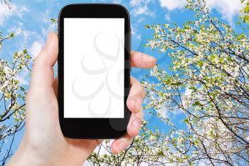 travel concept - hand holds smartphone with cut out screen and blossoming cherry tree and blue sky on background