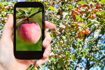 garden concept - farmer photographs picture of ripe pink apple outdoors with apple tree on background on smartphone