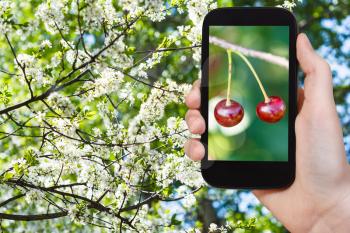 garden concept - farmer photographs picture of ripe red cherry on branch with white blossoming cherry tree on background on smartphone