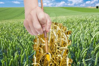 harvesting concept - hand with paint brush draws ripe ears of wheat in green field