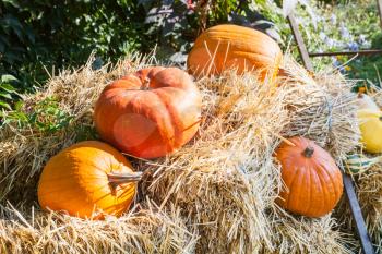 several ripe pumpkins on straw in garden in sunny autumn day