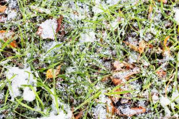 green grass on meadow under first snow in autumn